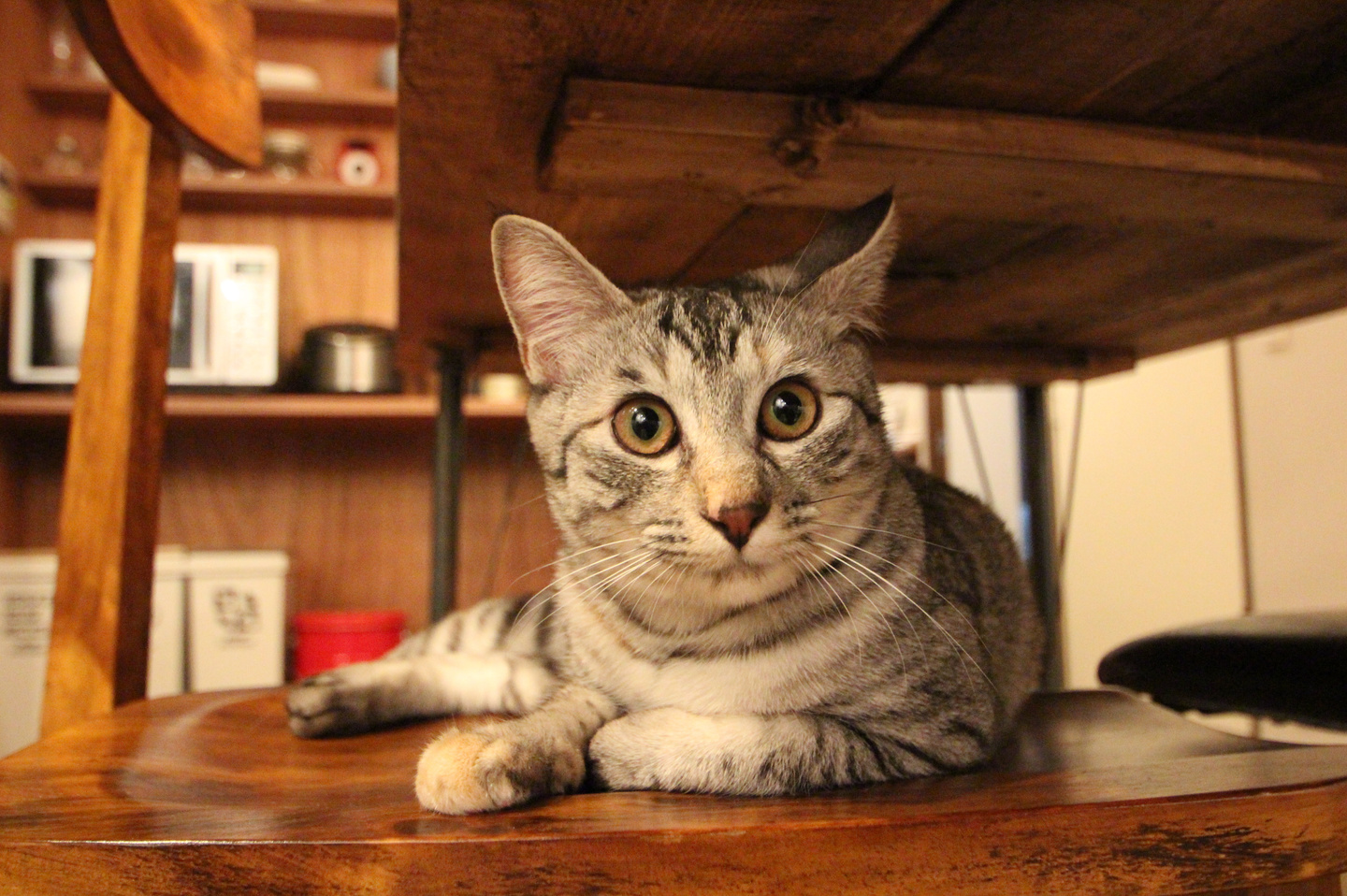 くつろいでいる猫